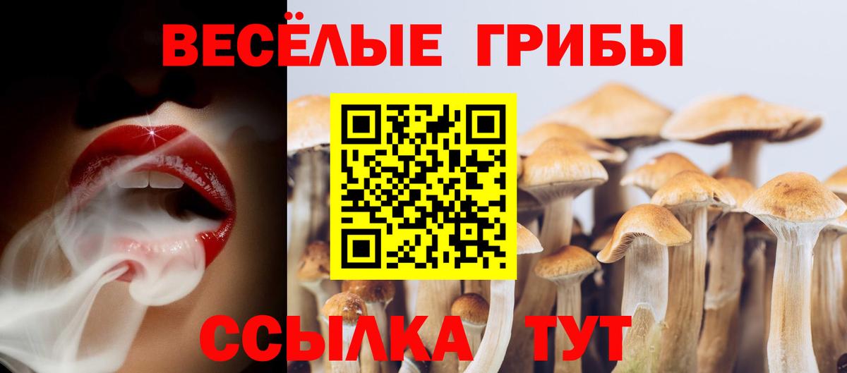 Галлюциногенные грибы GOLDEN TEACHER  Вход с VPN  Каменка  Галлюциногенные грибы Psilocybine cubensis 